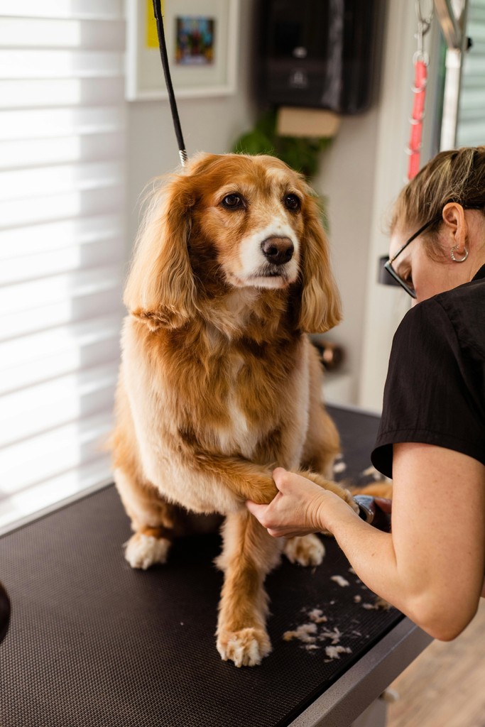 A freshly groomed dog, The Cristal package